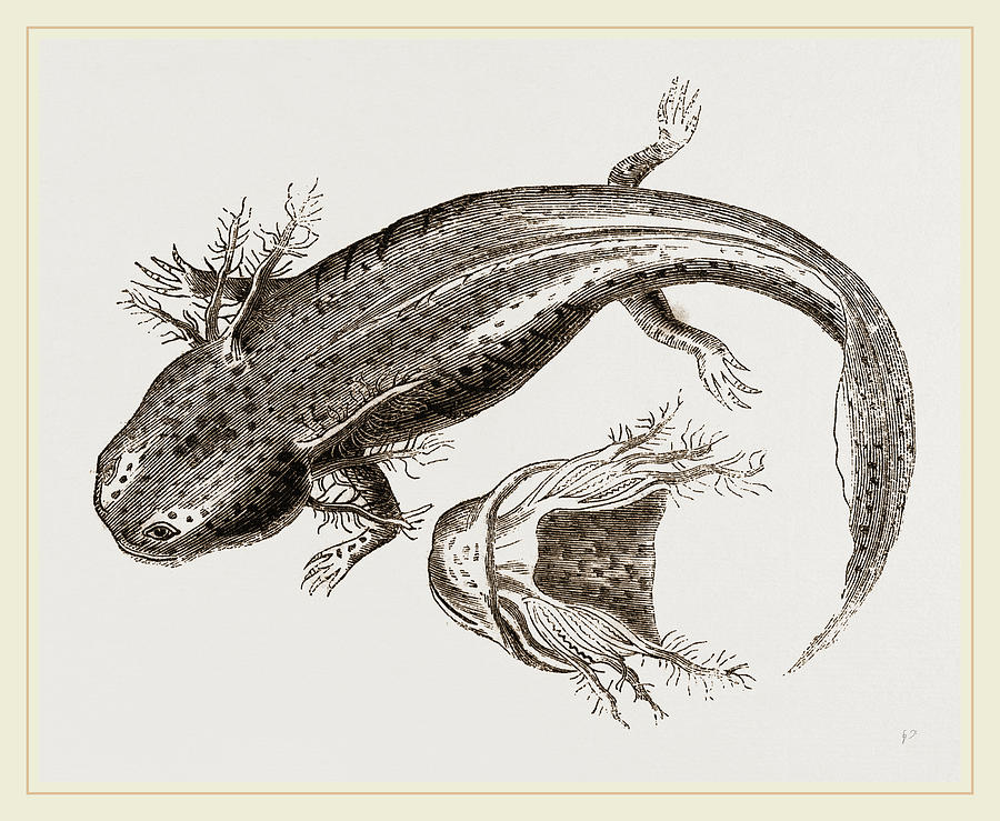 Siredon Or Axolotl Drawing By Litz Collection
