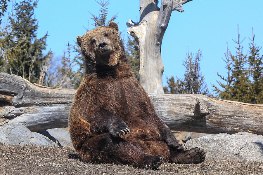 Sitting Bear #1 Photograph by Keith R Crowley - Fine Art America