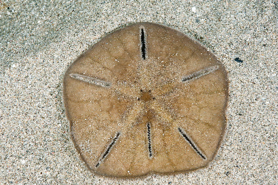 Six-keyhole Sand Dollar Photograph by Andrew J. Martinez - Fine Art America