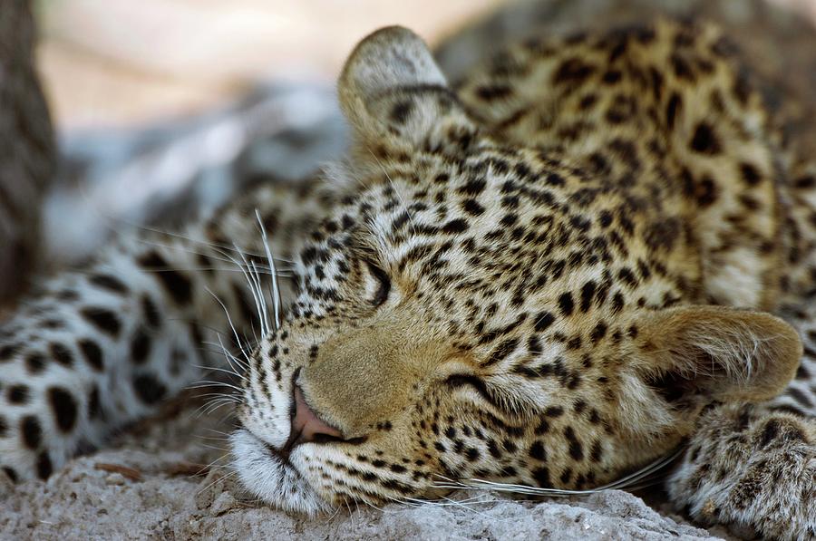 Six Month Old Leopard Cub #1 Photograph by Dr P. Marazzi/science Photo Library