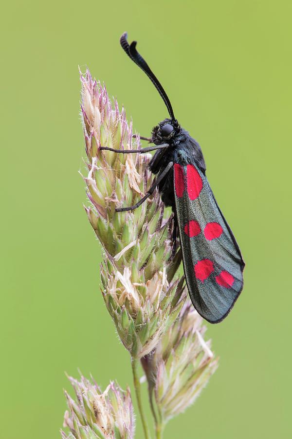 Insects Photograph - Six-spot Burnet Moth #1 by Heath Mcdonald