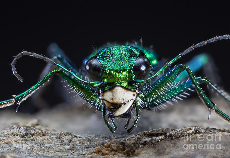 Six-spotted Green Tiger Beetle Photograph by Phil Degginger
