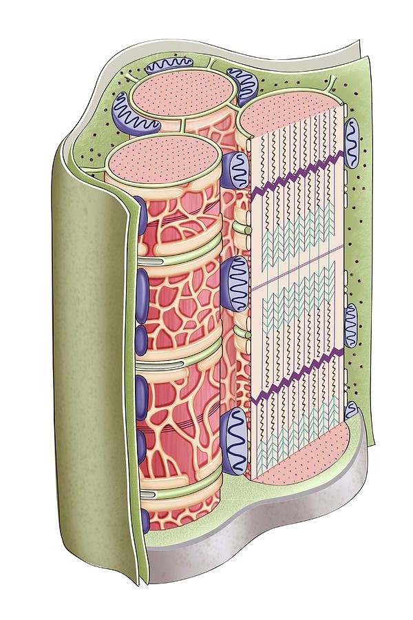 Skeletal Muscle Contractile Appearance #1 by Asklepios Medical Atlas