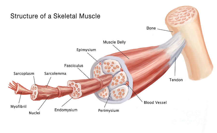 parts of skeletal muscle