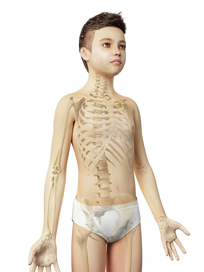 Skeletal System Of A Boy #1 Photograph by Sebastian Kaulitzki