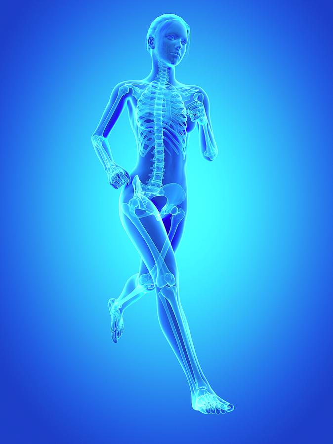 Skeletal System Of A Runner Photograph by Sebastian Kaulitzki - Pixels