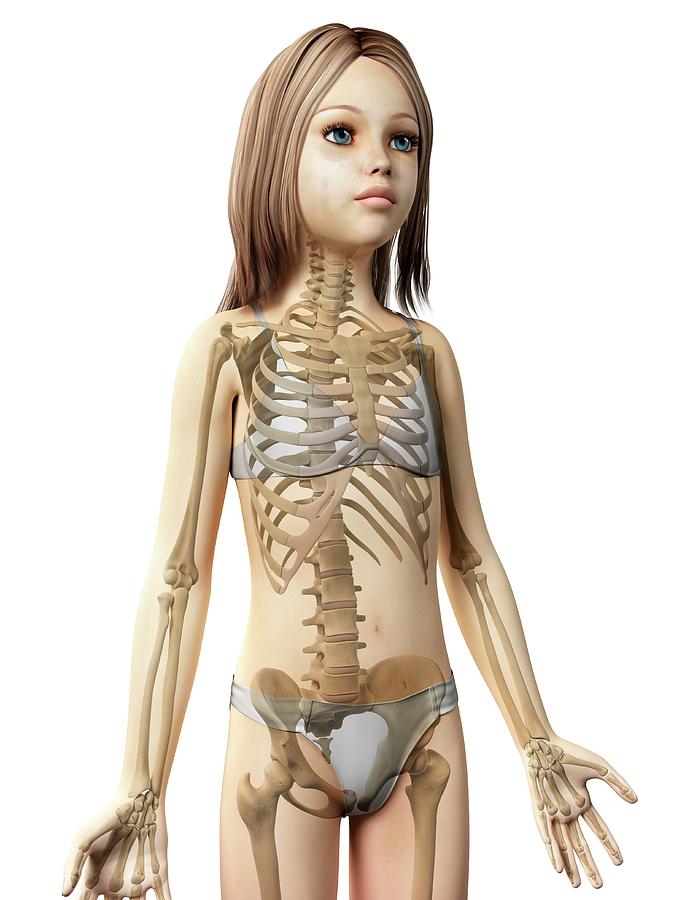 Skeletal System Of Girl #1 Photograph by Sebastian Kaulitzki