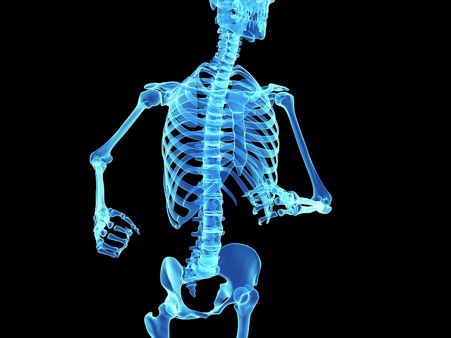 Skeletal System Of Jogger #1 Photograph by Sebastian Kaulitzki