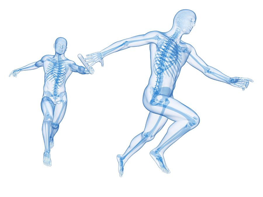 Skeletal System Of Runners #1 Photograph by Sebastian Kaulitzki