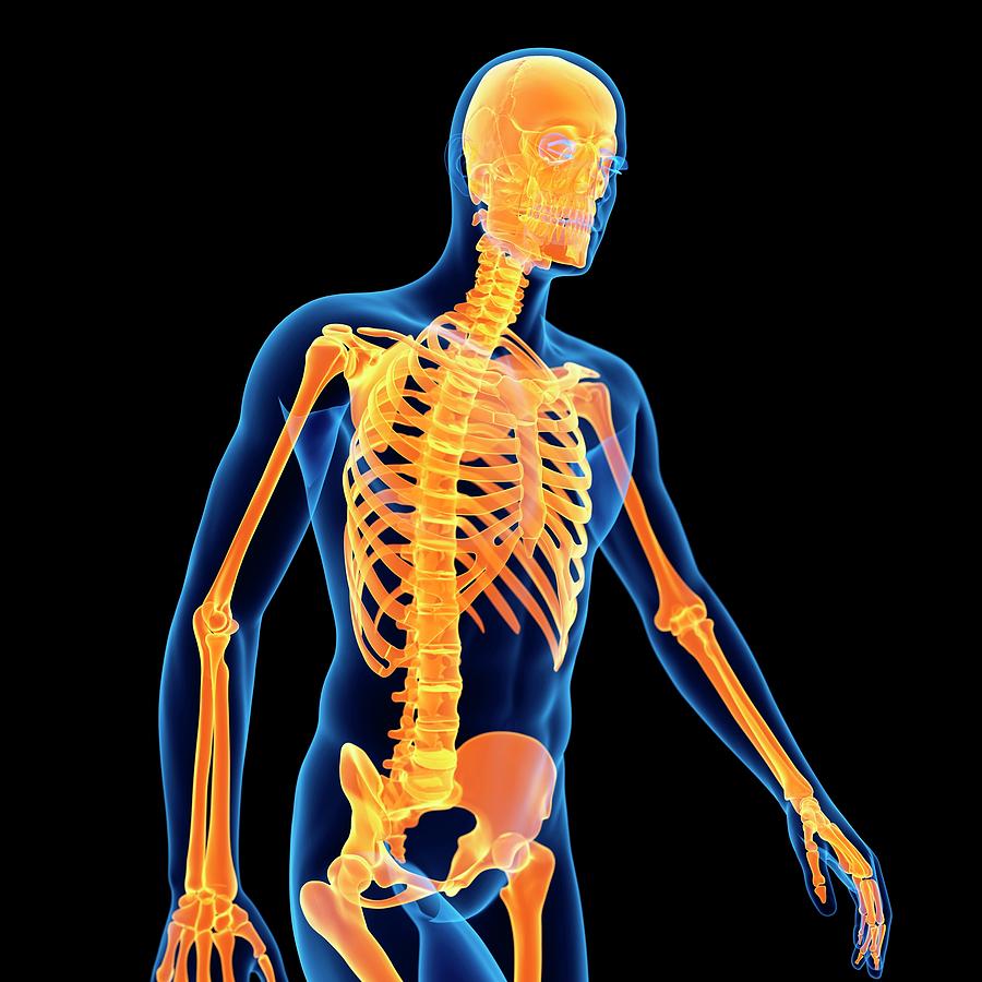 Skeletal System #1 Photograph by Sebastian Kaulitzki