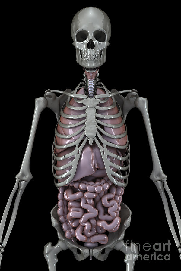 Skeleton And Internal Organs #1 Photograph by Science Picture Co