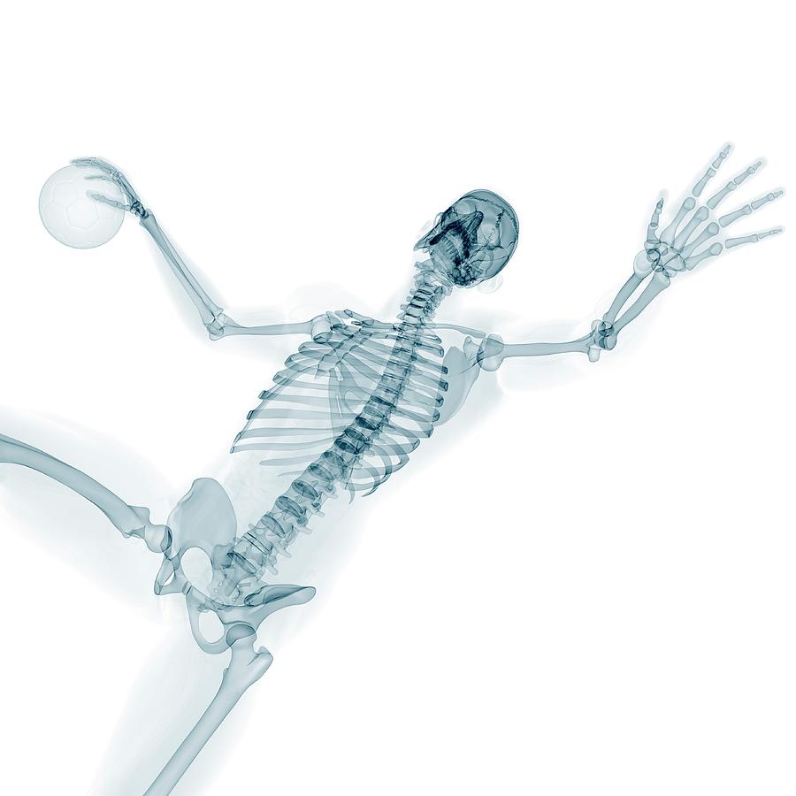 Skeleton Playing Handball #1 Photograph by Sciepro/science Photo Library