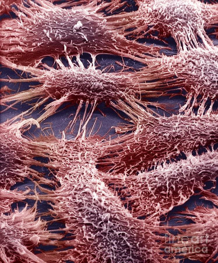 Skin Epithelial Cells #1 Photograph by David M. Phillips
