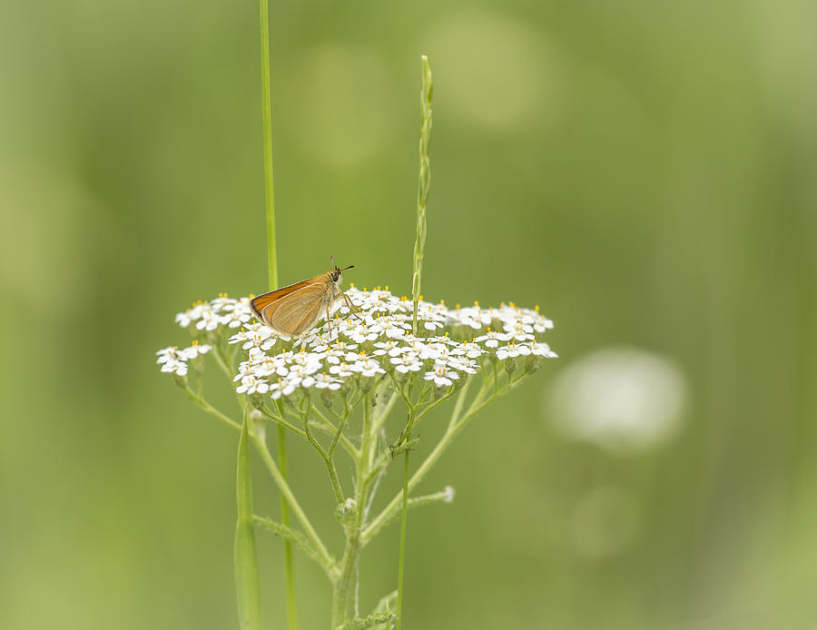 Skipper Butterfly On White #1 Photograph by Thomas Young
