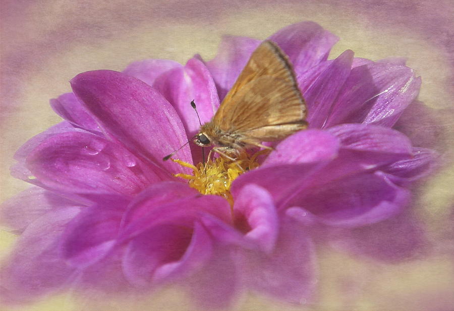 Skipper on Dahlia #1 Photograph by Angie Vogel