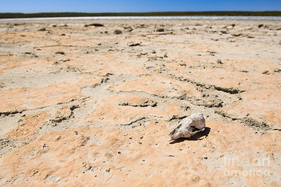 Animal Photograph - Skull in Desert #1 by THP Creative