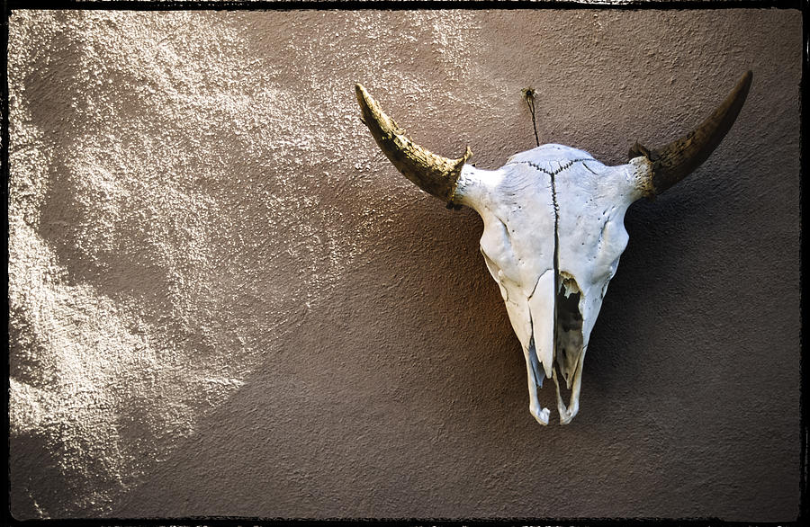 Skull #1 Photograph by Kelley King