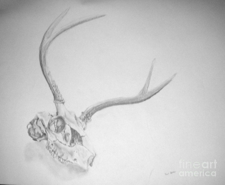 Skull #1 Drawing by Tamir Barkan