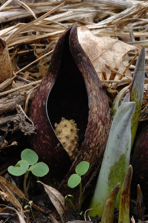 Skunk Cabbage #1 Photograph by John W. Bova