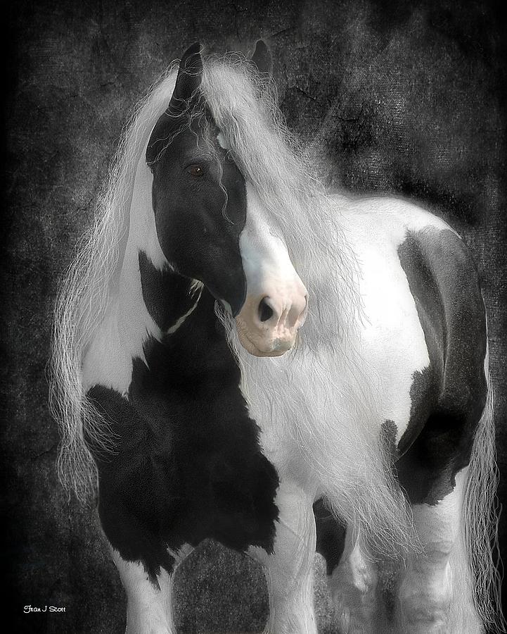 Horse Digital Art - Slainte #1 by Fran J Scott