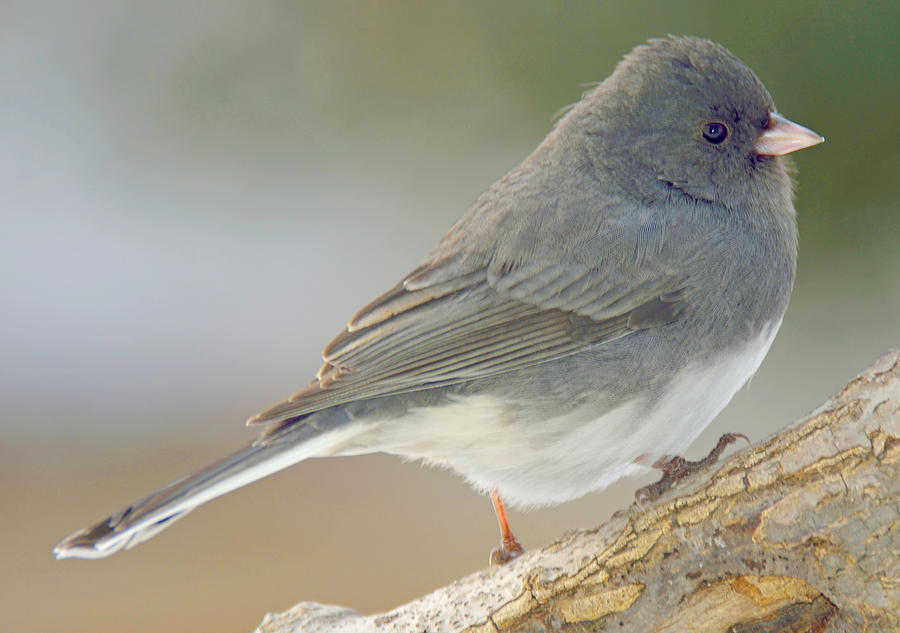 Slate Colored Junco Snowbird Female Photograph By A Macarthur Gurmankin ...