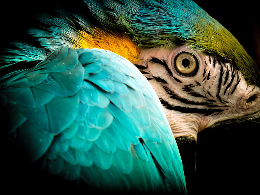 Macaw Photograph - Sleeping Beauty by Karen Wiles