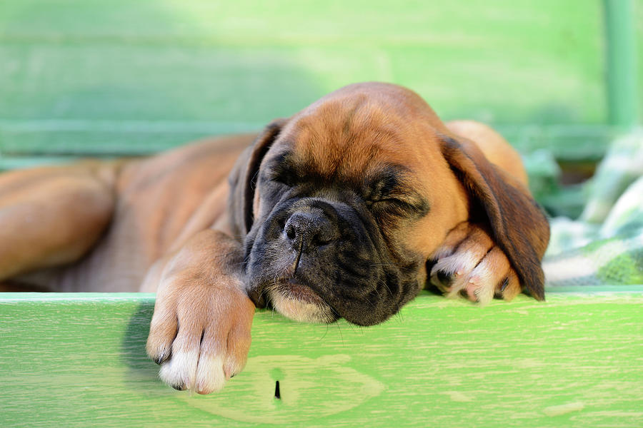 Sleeping Boxer Dog Puppy #2 Painting by MGL Meiklejohn Graphics Licensing