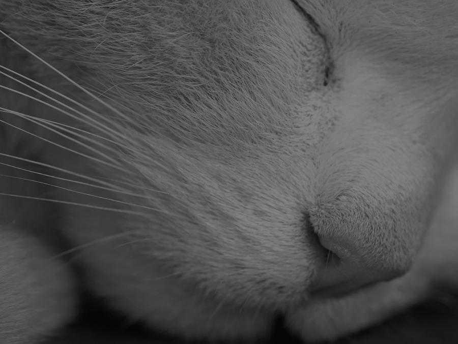 Cat Photograph - Sleeping Cat #1 by Martin Newman
