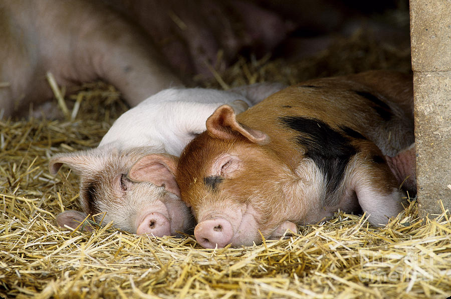 Pig Photograph - Sleeping Hogs  #2 by Inga Spence 