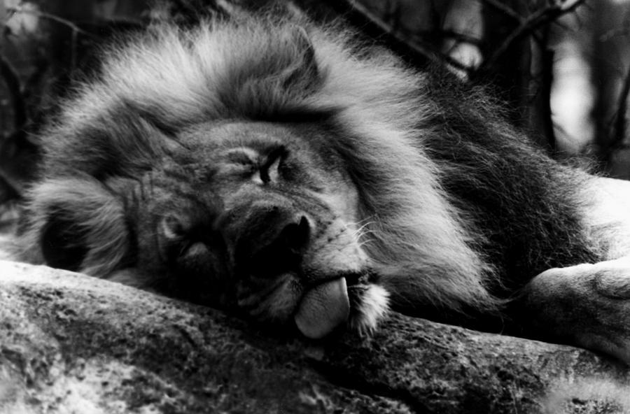 Lion Photograph - Sleeping Lion #1 by Mary Elizabeth White