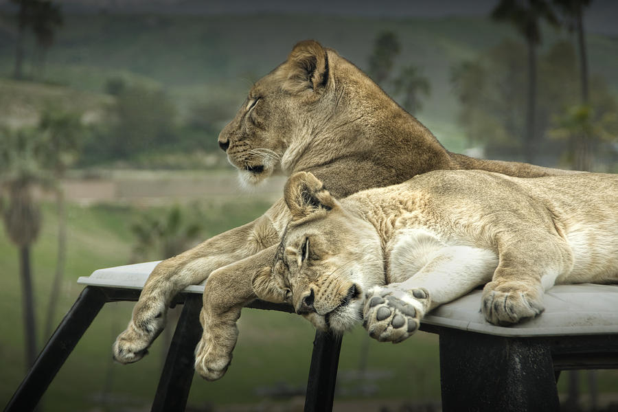 Sleeping Lions #1 Photograph by Randall Nyhof