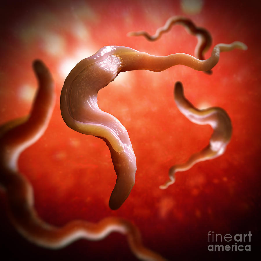 Sleeping Sickness Parasites #1 Photograph by Science Picture Co