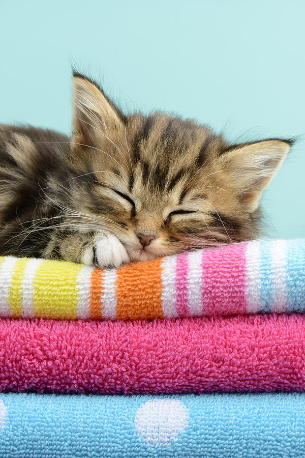 Cat Photograph - Sleepy Kitten #1 by MGL Meiklejohn Graphics Licensing