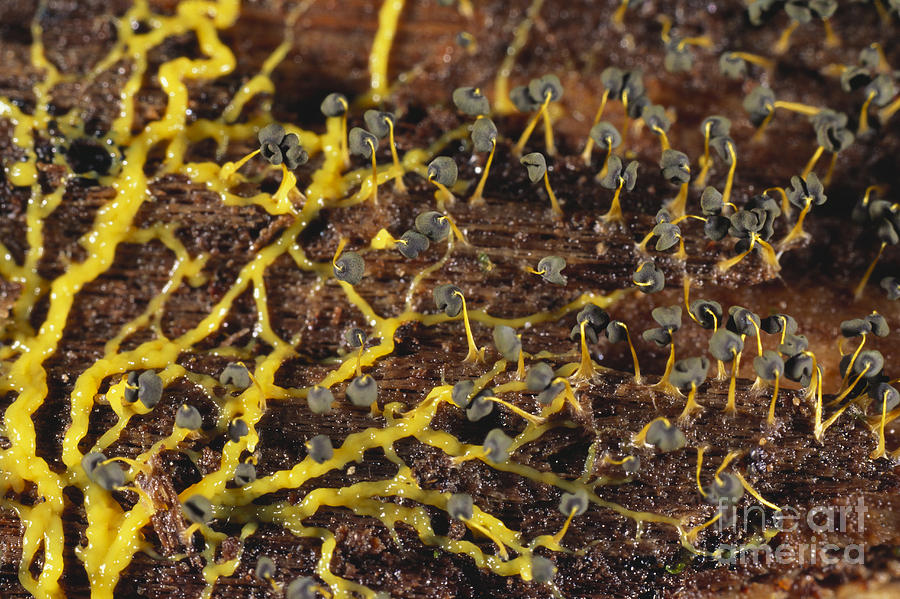 Slime Mold Plasmodium And Sporangia #1 Photograph by Gregory G. Dimijian, M.D.