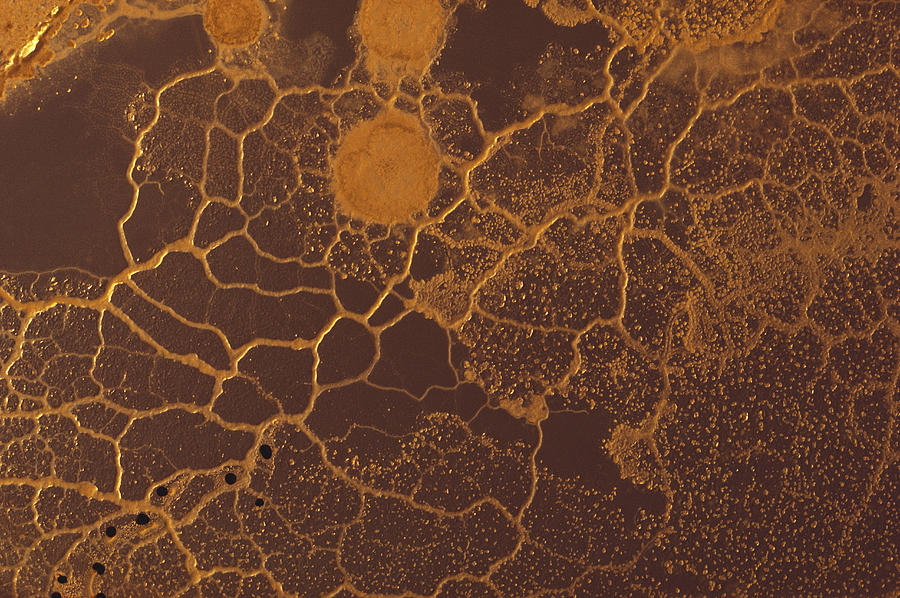 Slime Mold Plasmodium #1 Photograph by Biology Pics