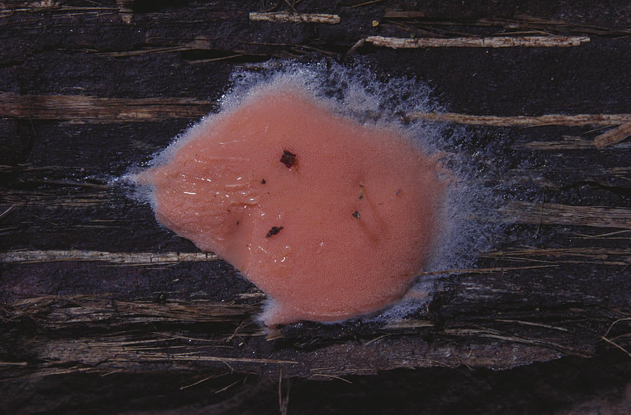 Slime Mold #1 Photograph by Ray Simons