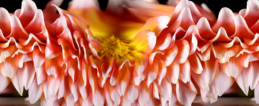 Slit-scan Image Of Dahlia Flower #1 Photograph by Ted Kinsman