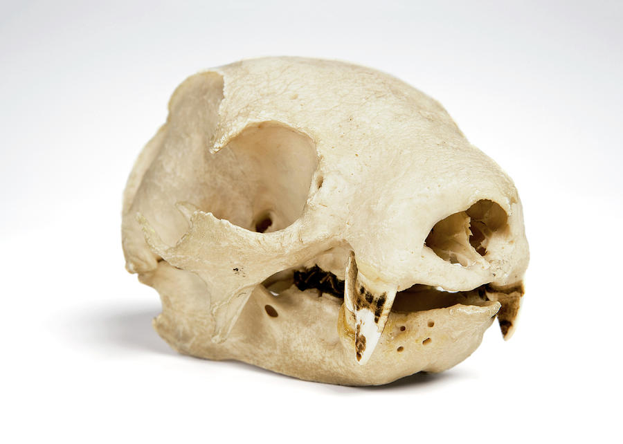 Still Life Photograph - Sloth Skull #1 by Ucl, Grant Museum Of Zoology