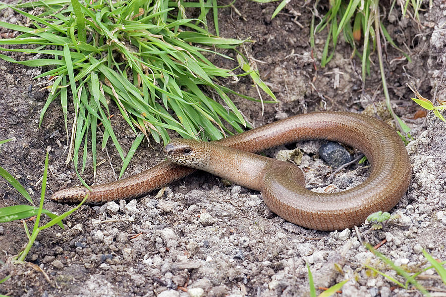 Slow Worm Photograph by John Devries/science Photo Library - Fine Art ...