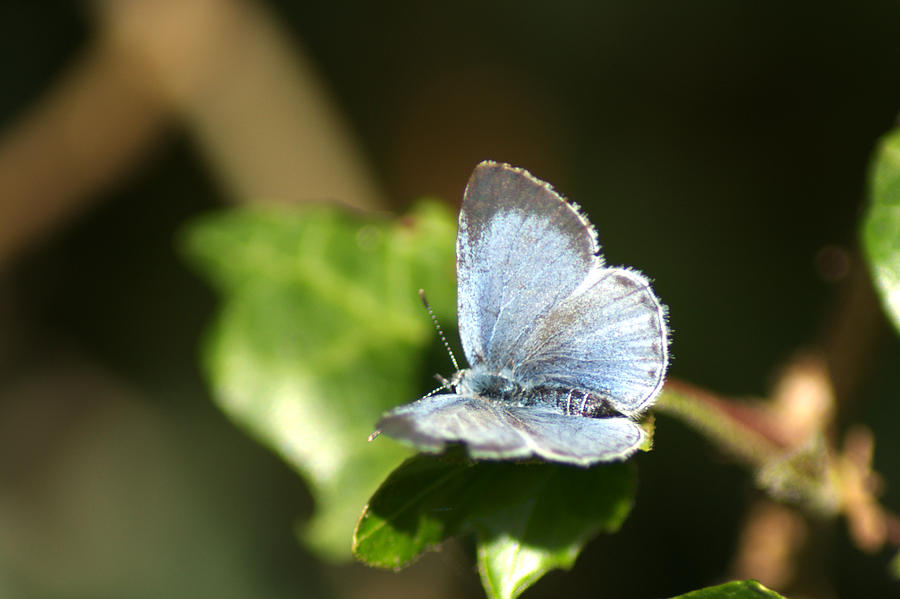 Small Blue Butterfly #1 Photograph by Chris Day
