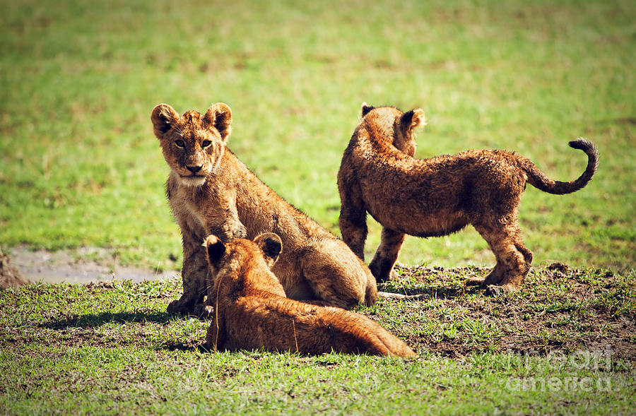 Small lion cubs playing. Tanzania #1 Photograph by Michal Bednarek