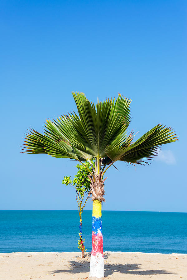 Nature Photograph - Small Palm Tree #1 by Jess Kraft