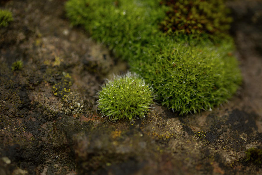 Small Patches Of Moss On A Wet Stone Photograph by Sebastian Kujas ...
