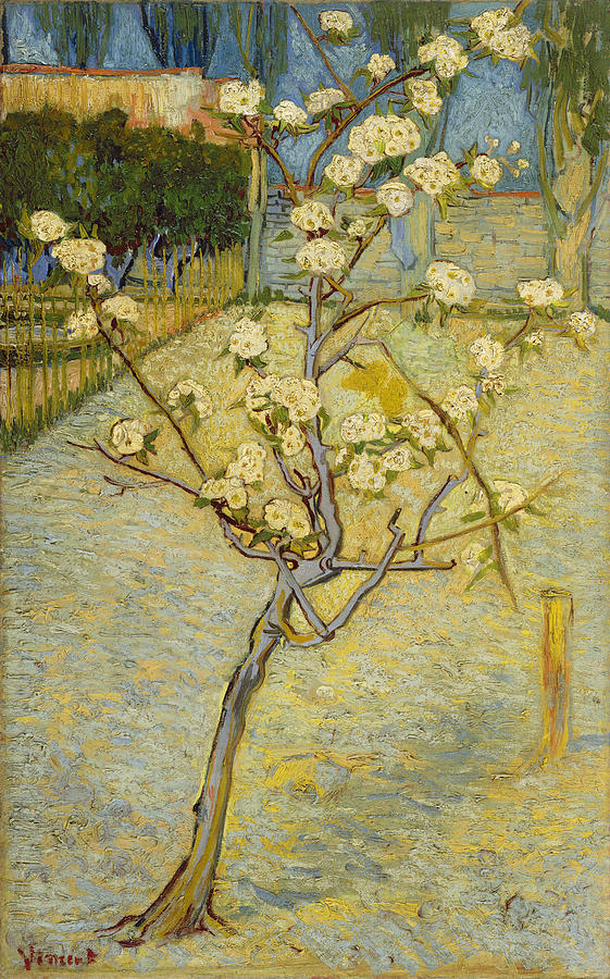 Small Pear Tree In Blossom Painting by Vincent Van Gogh