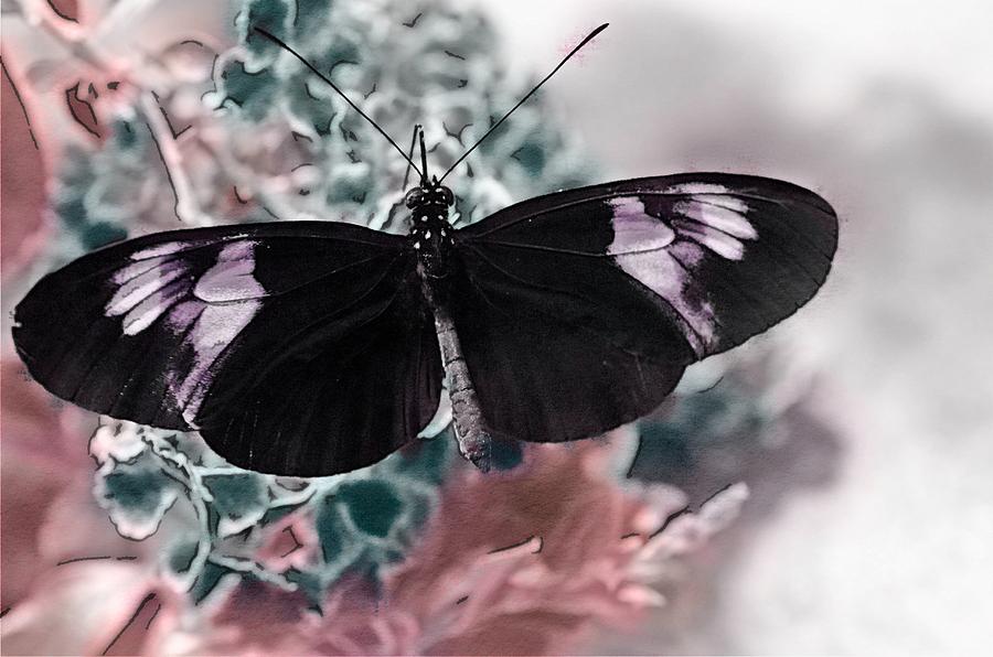 Nature Photograph - Small Postman Butterfly #1 by Marianna Mills