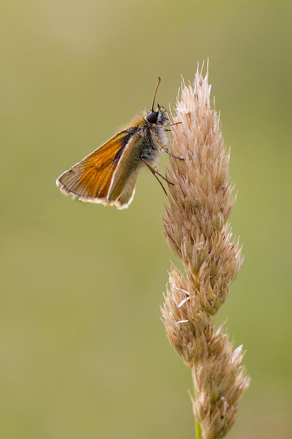 Small Skipper  #1 Photograph by Chris Smith