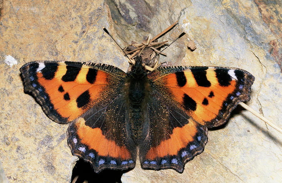 Wildlife Photograph - Small Tortoiseshell Butterfly #1 by Sinclair Stammers/science Photo Library