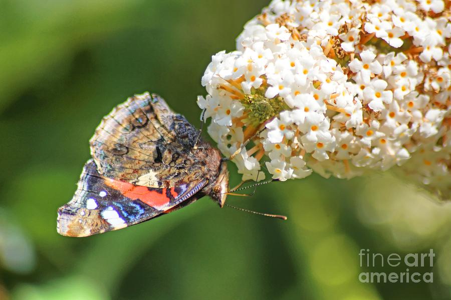 Small Tortoishell butterfly #2 Photograph by David Birchall
