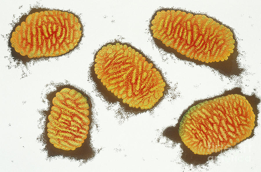 Smallpox Virus #1 Photograph by Chris Bjornberg