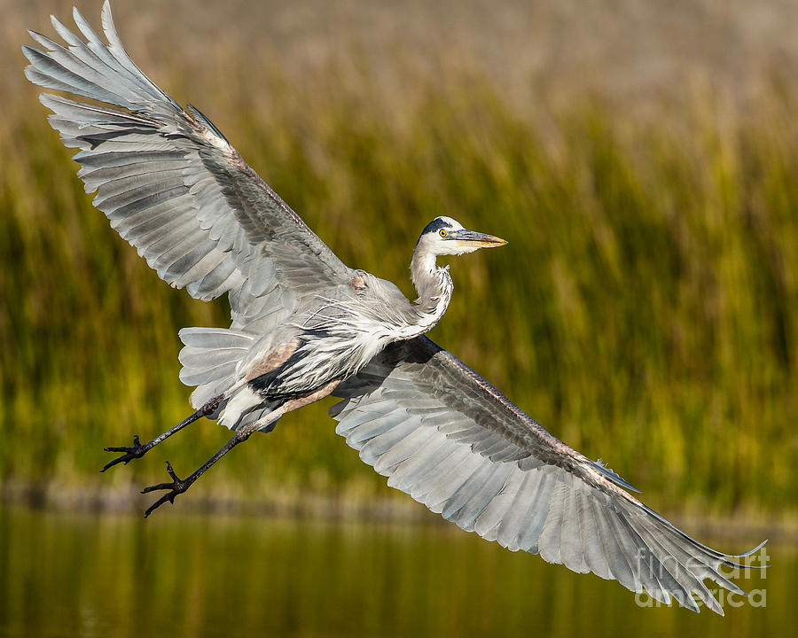 Heron Photograph - Smooth Landing #1 by Carl Jackson